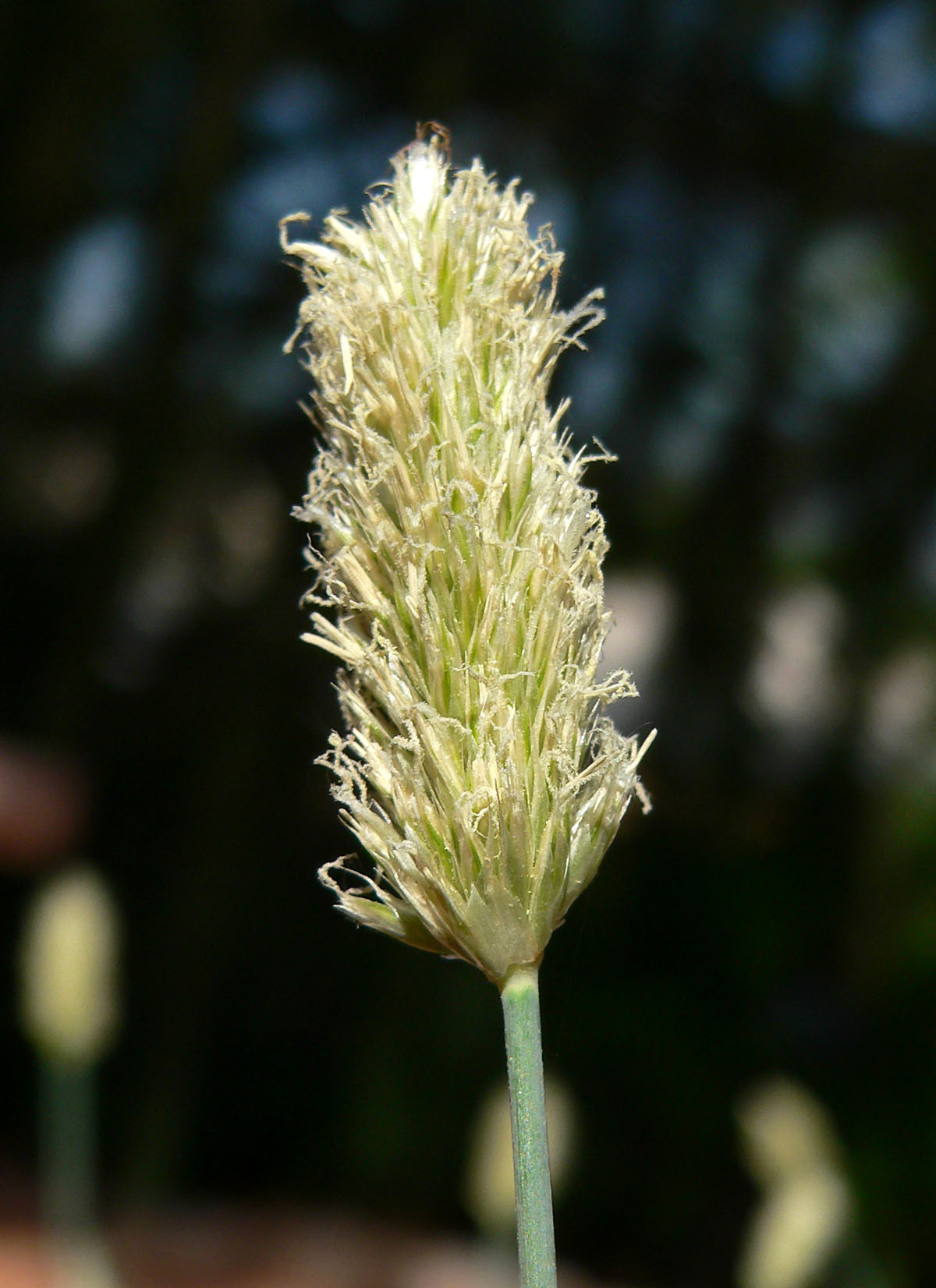<p>pěchava vápnomilná<span>, s</span>esleria caerulea</p>