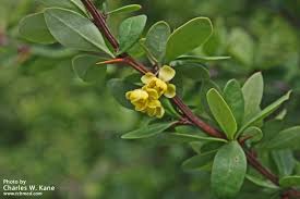 <p>Alternate, simple, leathery, and dark green leaves that are 1-2 inches long. The stems are usually three-spined and thorny. Leaves turn a yellow, orange, and red fall color.</p>