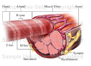 <p>What does each axon of the skeletal muscle do?</p>