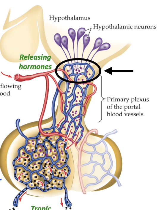 <ul><li><p>Produces and secretes its own hormones</p></li><li><p>Glandular tissue</p></li><li><p>Connected by network of blood vessels</p></li><li><p>Tropic hormones</p></li></ul><p></p>