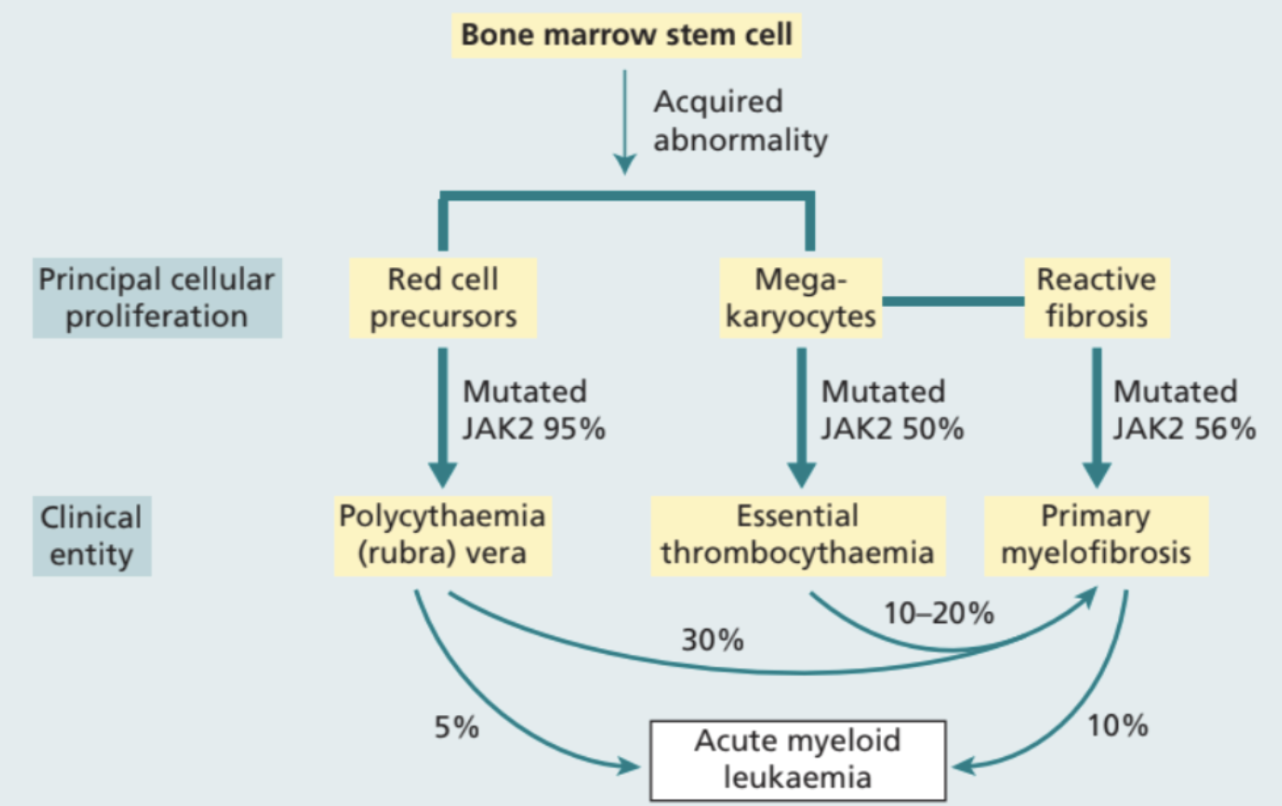 <p>Det är ett samlingsnamn på sjukdomar som orsakar <strong>monoklonal expansion</strong> i benmärgen eller i lever/mjälte . Dessa är icke-leukemiska men kan med tiden utvecklas till AML:</p><ul><li><p>Polycytemi vera (PV)</p></li><li><p>Essentiell trombocytos (ET)</p></li><li><p>Myelofibros </p></li></ul><p>Hos  många av dessa sjukdomar förekommer en signelmutation i genen för <strong>JAK2</strong> → ett kinas som styr signaltransdukation för myeloid mognad. Den tar emot signaler från IL-3, G-CSF, GM-CSF och EPO. </p>