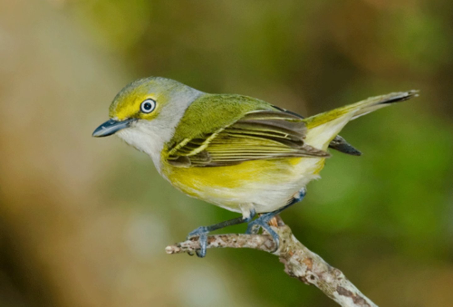 <p>Passeriformes</p><p>white iris unique, bright yellow spectacles, pale yellow flanks, whitish throat</p>