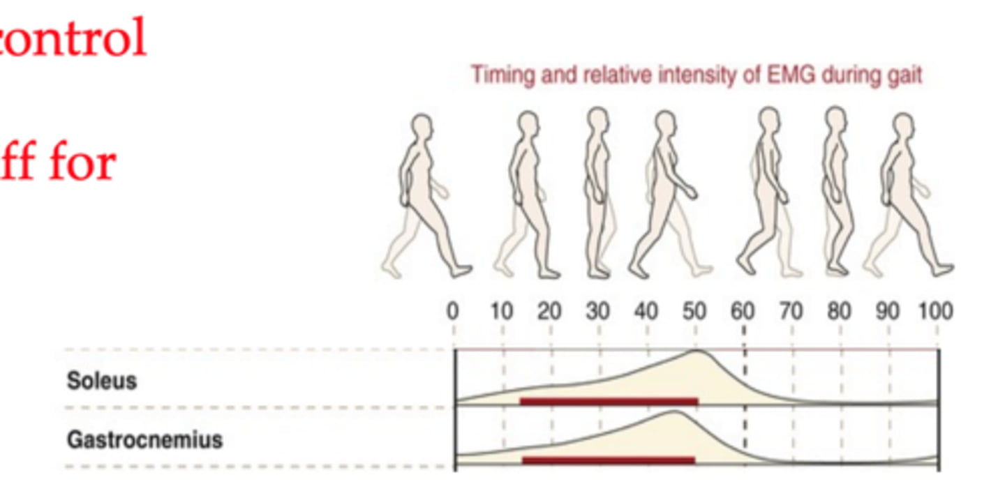 <p>major burst near heel off and decreases rapidly at toe off</p>