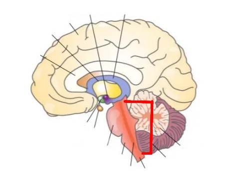 <p>What part of the brain is this?</p>