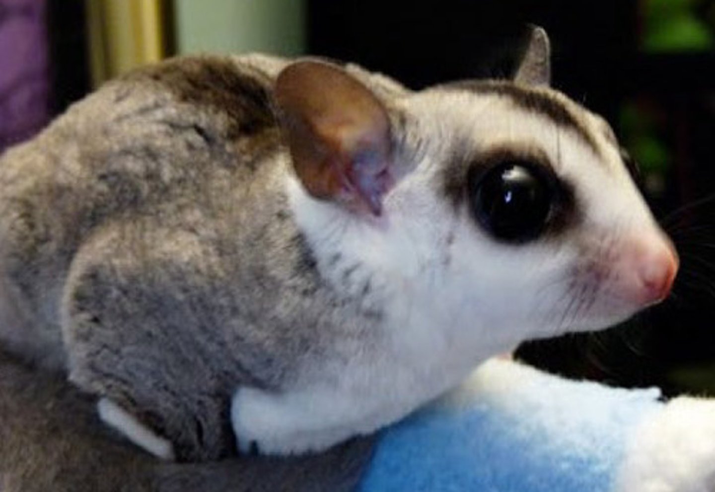 <p>What kind of animal are sugar sliders?</p><p>They are "arboreal", what does that mean?</p><p>They are "volant", what does that mean?</p><p>Are they nocturnal or dinural?</p>