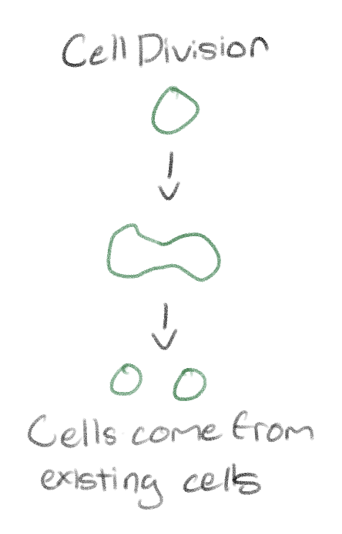 <p>The production of new cells from existing cells</p>
