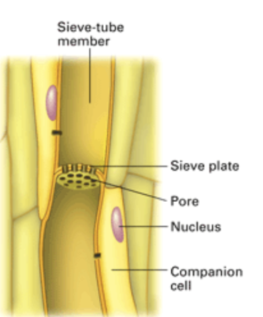 * Consists of specialized cells which **transport the sugars** produced by photosynthesis throughout the plant **in any direction**
* The plant cells use the sugar for respiration. The sugars that are not used are transported to special areas for storage.  
* Phloem cells are __living tissues__ that form the tubes
* Made up of chains of cells called __sieve-tube members__ and the end walls of these cells are like __sieves__, allowing the flow of fluid through pores.  
* In addition, __companion cells__ are linked alongside the sieve-tube members and provide proteins and other resources to those cells. 