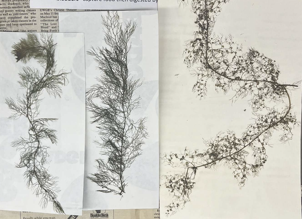 <p>plant?</p>