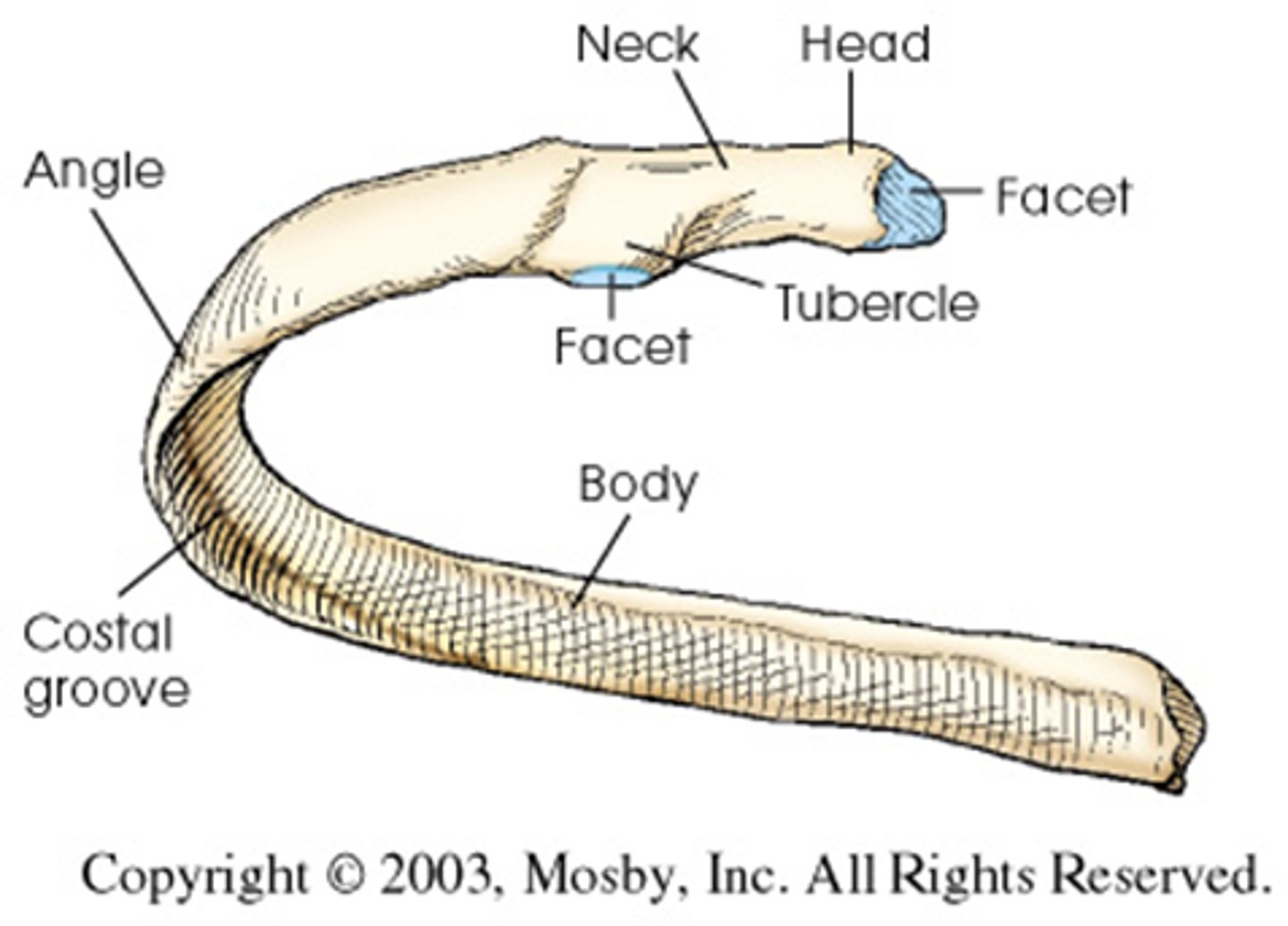 <p>head, neck</p>