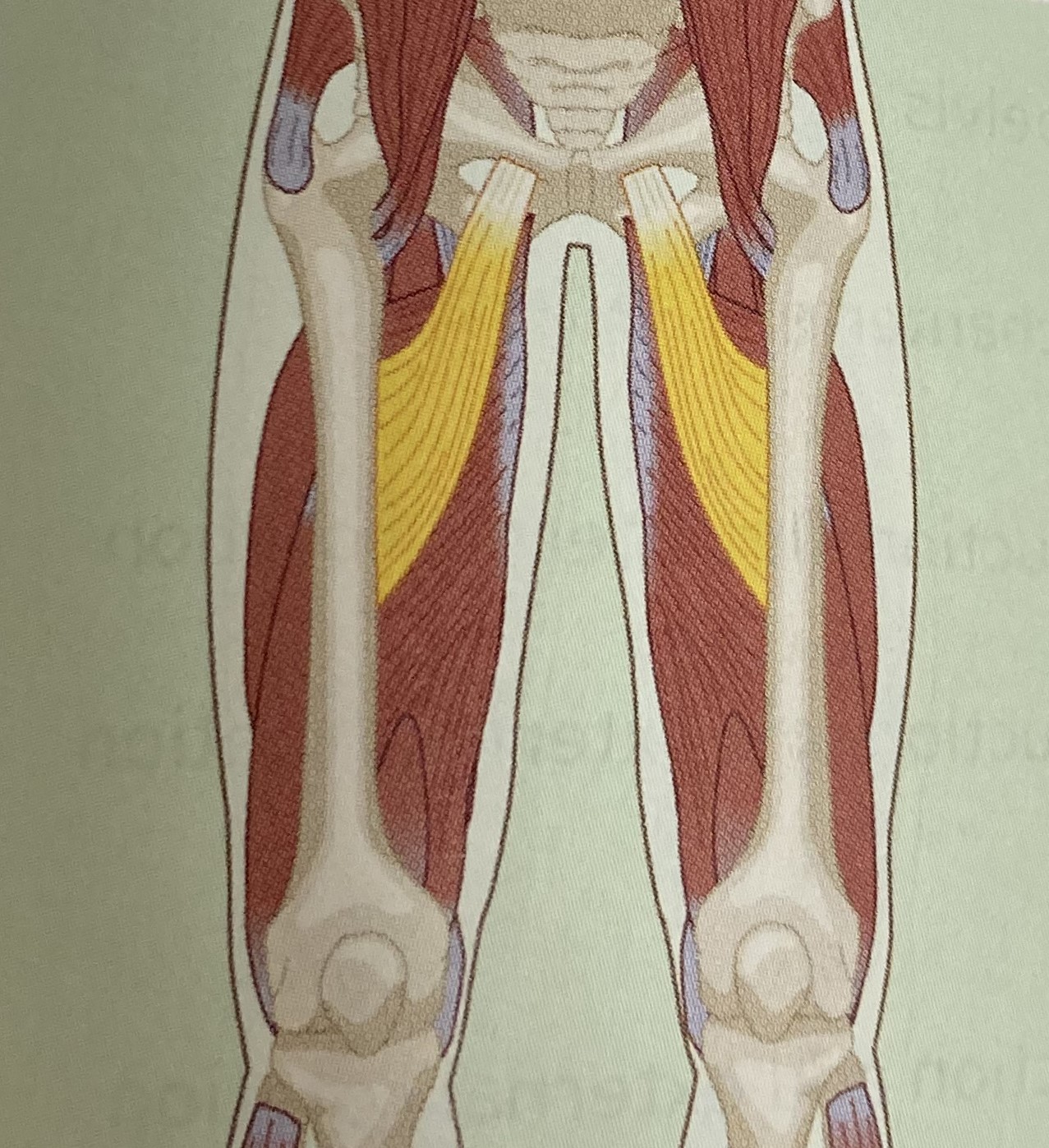 <ul><li><p>category: hip musculature</p></li><li><p>origin: anterior surface of the lower pelvis</p></li><li><p>insertion: linea aspera of the femur</p></li><li><p>isolated function: concentric hip adduction, flexion, and internal rotation</p></li><li><p>integrated function: eccentric hip abduction, extension, and external rotation</p></li><li><p>stabilizes the LPHC</p></li></ul><p></p>