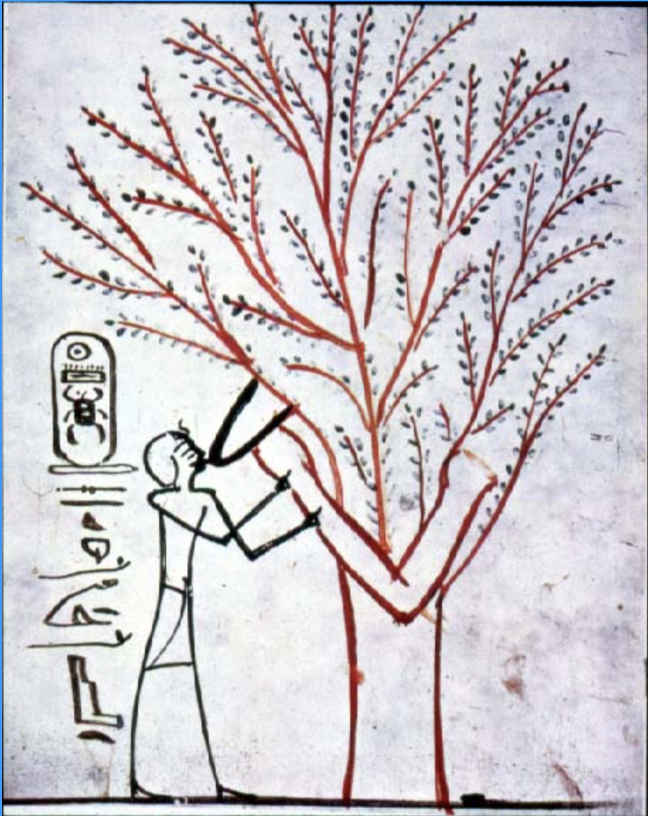 term image