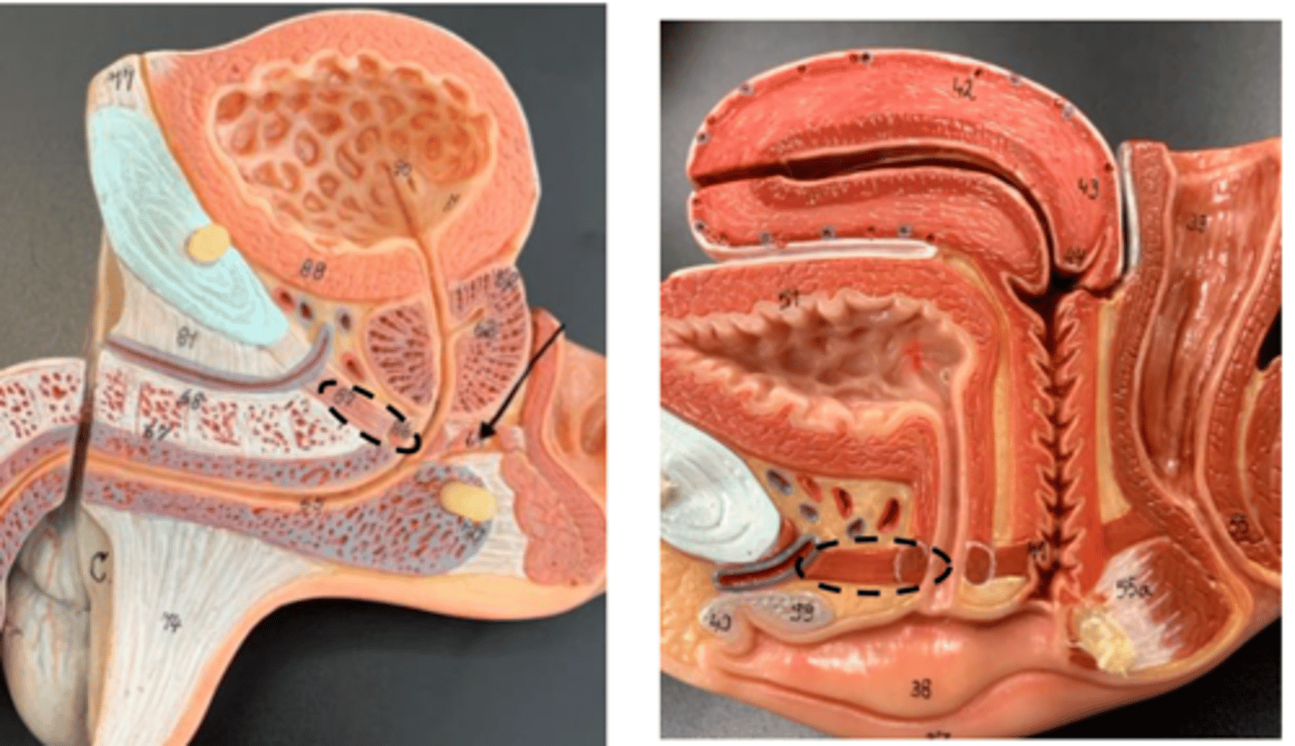 <p>left (male) right (female)</p>