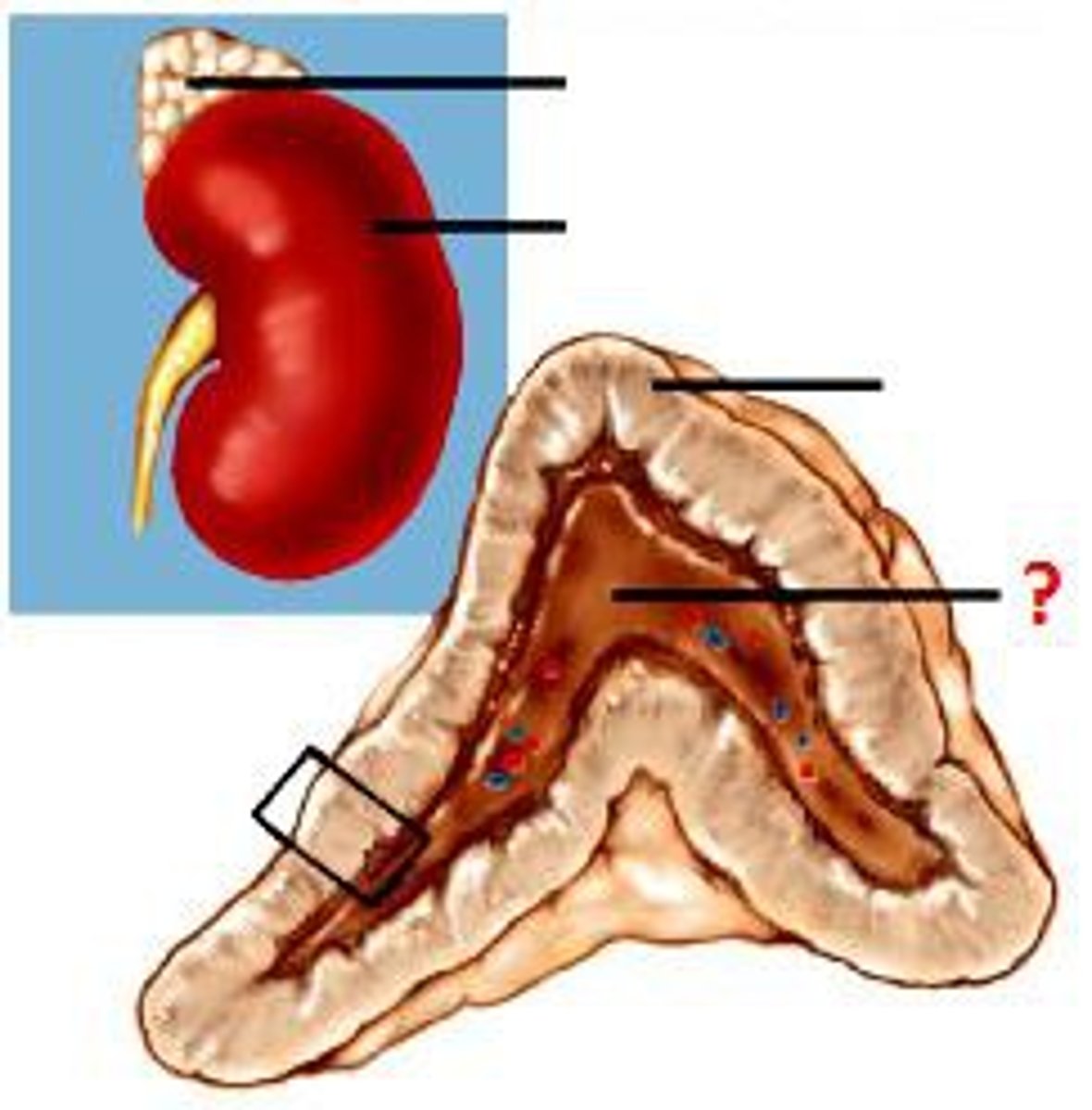 <p>- Inner pores of the adrenal gland that can secrete both epinephrine (85%) and norepinephrine (15%)<br>- Innervated by the sympathetic motor neuron <br>- Stimulated by the preganglionic sympathetic neuron<br>- One of the paired adrenal (suprarenal) glands located on the superior poles of the kidney</p>