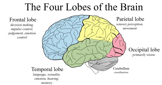 <p>the outermost layer of the brain. It's made up of folded gray matter that covers the surface of the two cerebral hemispheres.</p><p>Contains the</p><p>Frontal, Temporal, Occipital, Parietal</p>