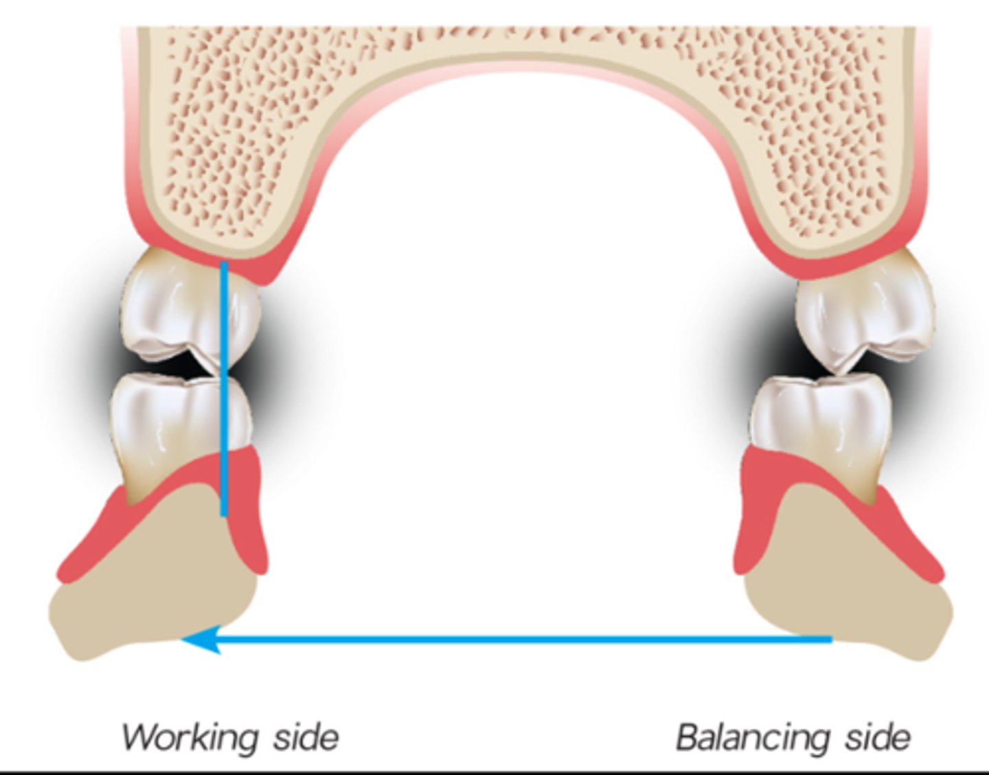 <p>side to which mandible has been moved during lateral occlusion. the condyle will stay in its fossa, rotates, and moves laterally (working condyle)</p>