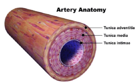 <p>middle layer</p><p>thicker, muscular wall</p><p>mostly smooth muscle + elastic tissue</p>