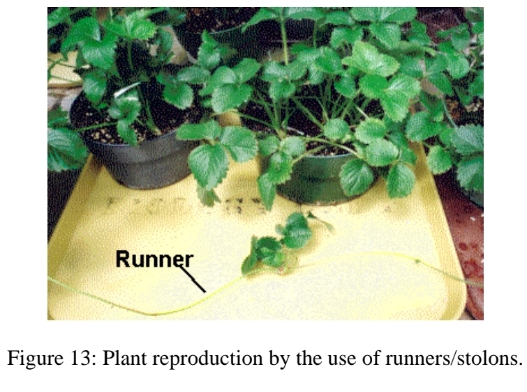 <p>types of asexual reproduction - Runners (stolons)</p>