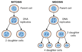 <p>Two nuclear divisions that result in 4 different cells, with half as many chromosomes as the parent cell (Use the word nuclear division in the definition, rather than the word cell division, as mitosis and meiosis is when the nucleus divides, not the cell. That would be called cytokinesis)</p>