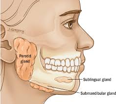 <p>Parótida, Submandibular, y Sublingual, </p>
