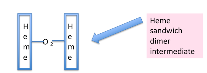 <ul><li><p>Two hemes must get <mark data-color="yellow">close enough</mark> (<u>without</u> obstruction)</p></li><li><p>Two hemes <strong><span style="color: blue">bridged by an oxygen molecule</span></strong> (so <u>heme is the bread</u>, <u>oxygen is the filling</u> in the sandwich)</p></li></ul>