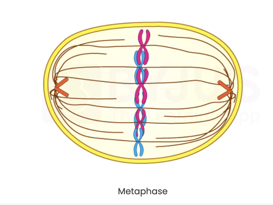 <p><strong>chromosomes align in middle</strong> of the <strong>poles of the cell</strong> </p><p>meta = <strong><mark data-color="#fffac5" style="background-color: rgb(255, 250, 197); color: inherit;">MIDDLE</mark></strong></p>