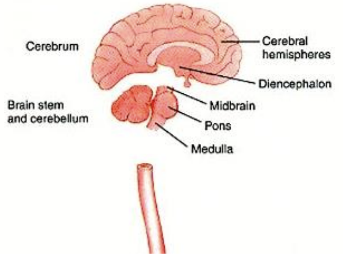 <ul><li><p>cerebral hemispheres</p></li><li><p>diencephalon </p><ul><li><p>thalamus and hypothalamus</p></li></ul></li><li><p>cerebellum </p></li><li><p>brainstem </p><ul><li><p>midbrain</p></li><li><p>pons</p></li><li><p>medulla</p></li></ul></li></ul><p></p>