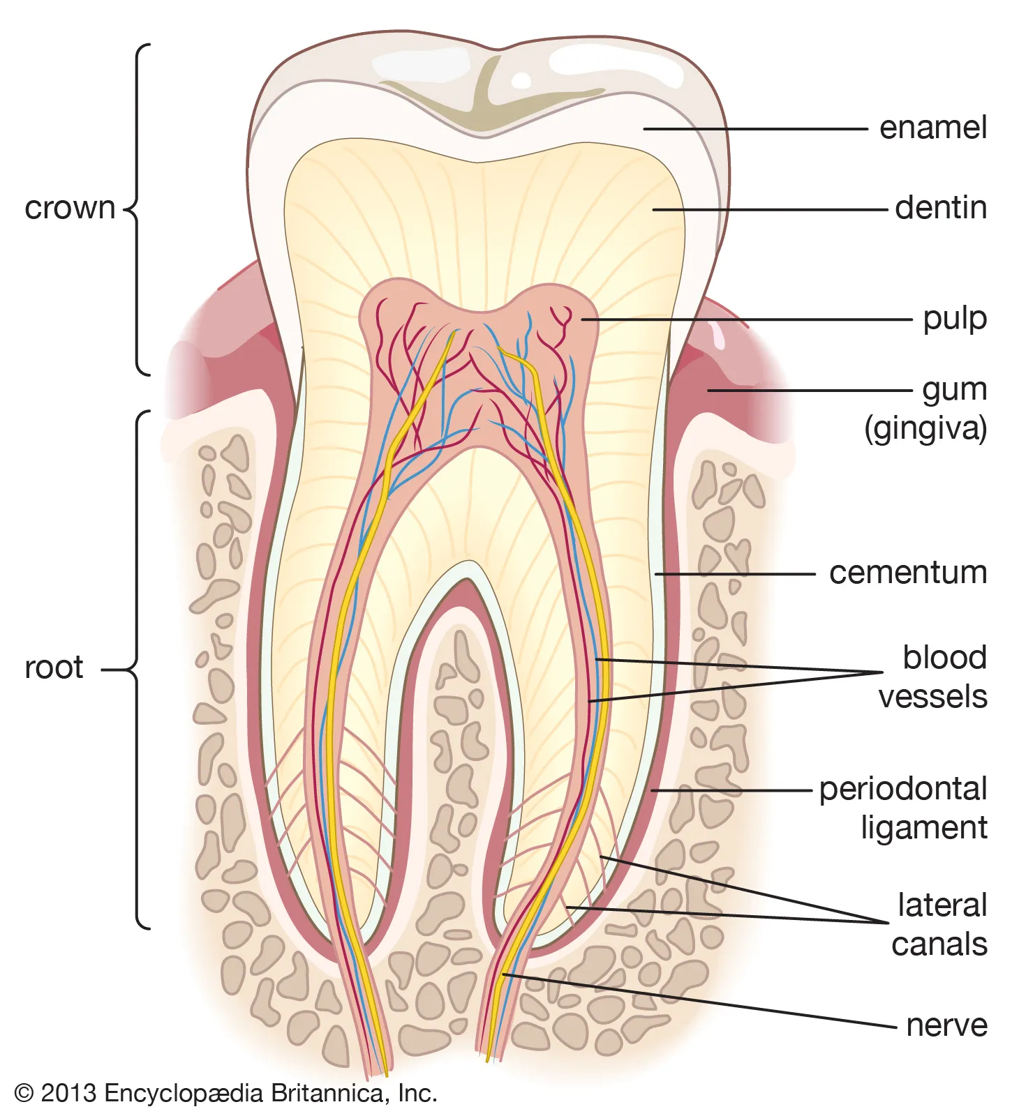 <p>Enamel covers dentin in the crown, and cementum covers dentin in the root.</p>