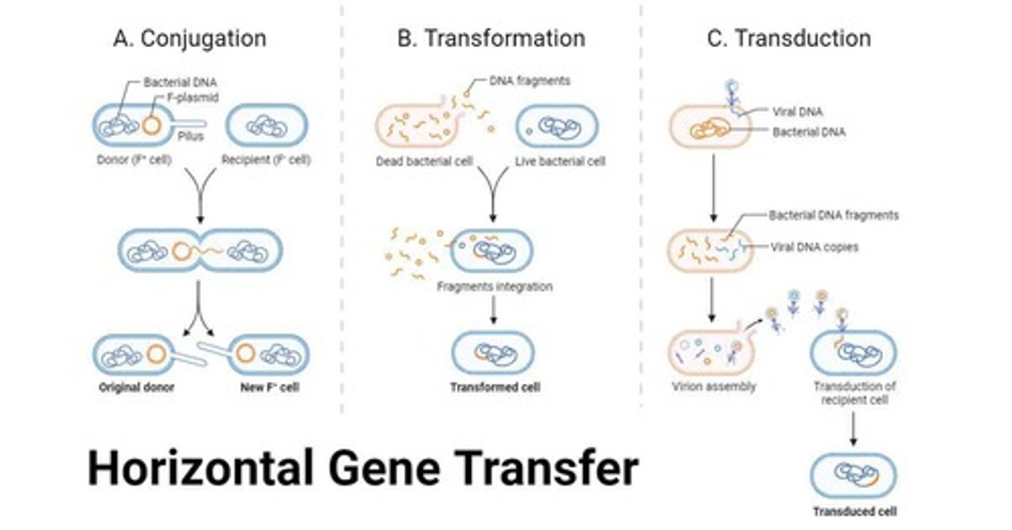 <p>Transformation, Conjugation, Transduction.</p>