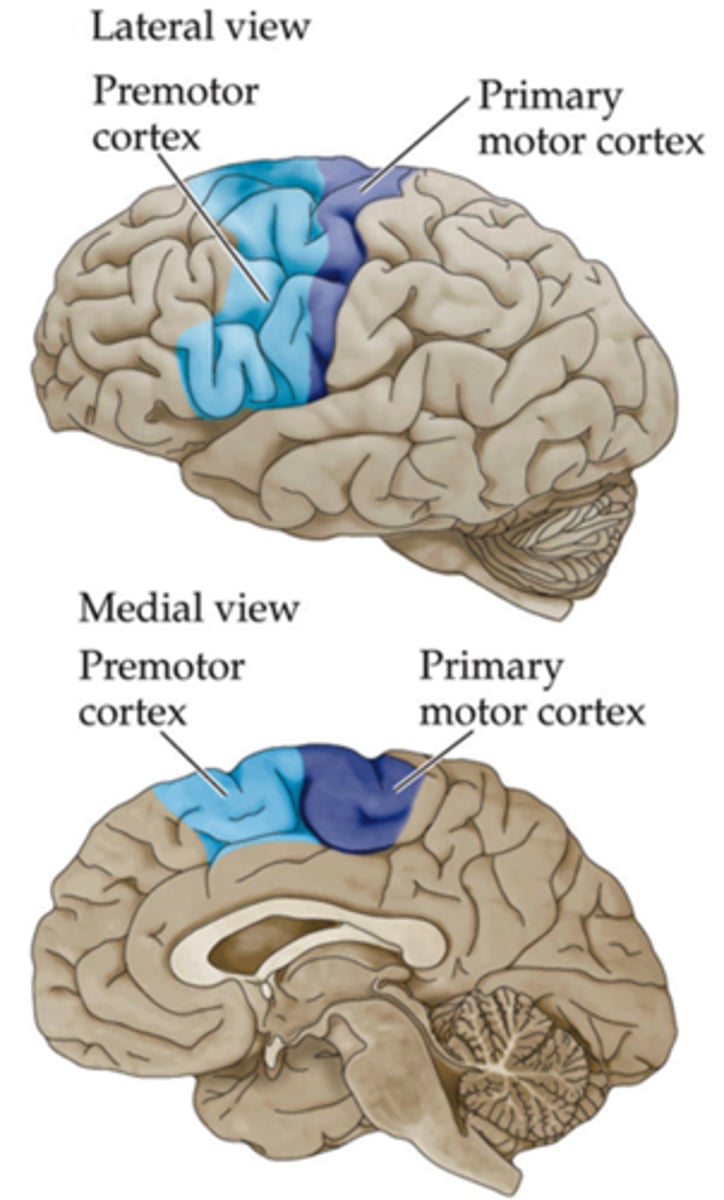<p>Coordinates learned motor skills and sequences</p>