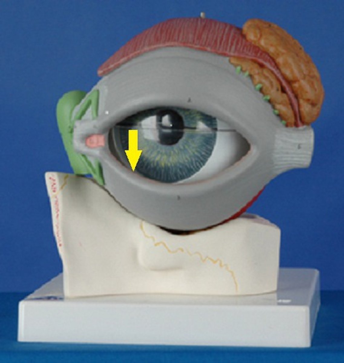 knowt flashcard image