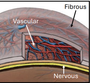 <p>2.Vascular Tunic</p>