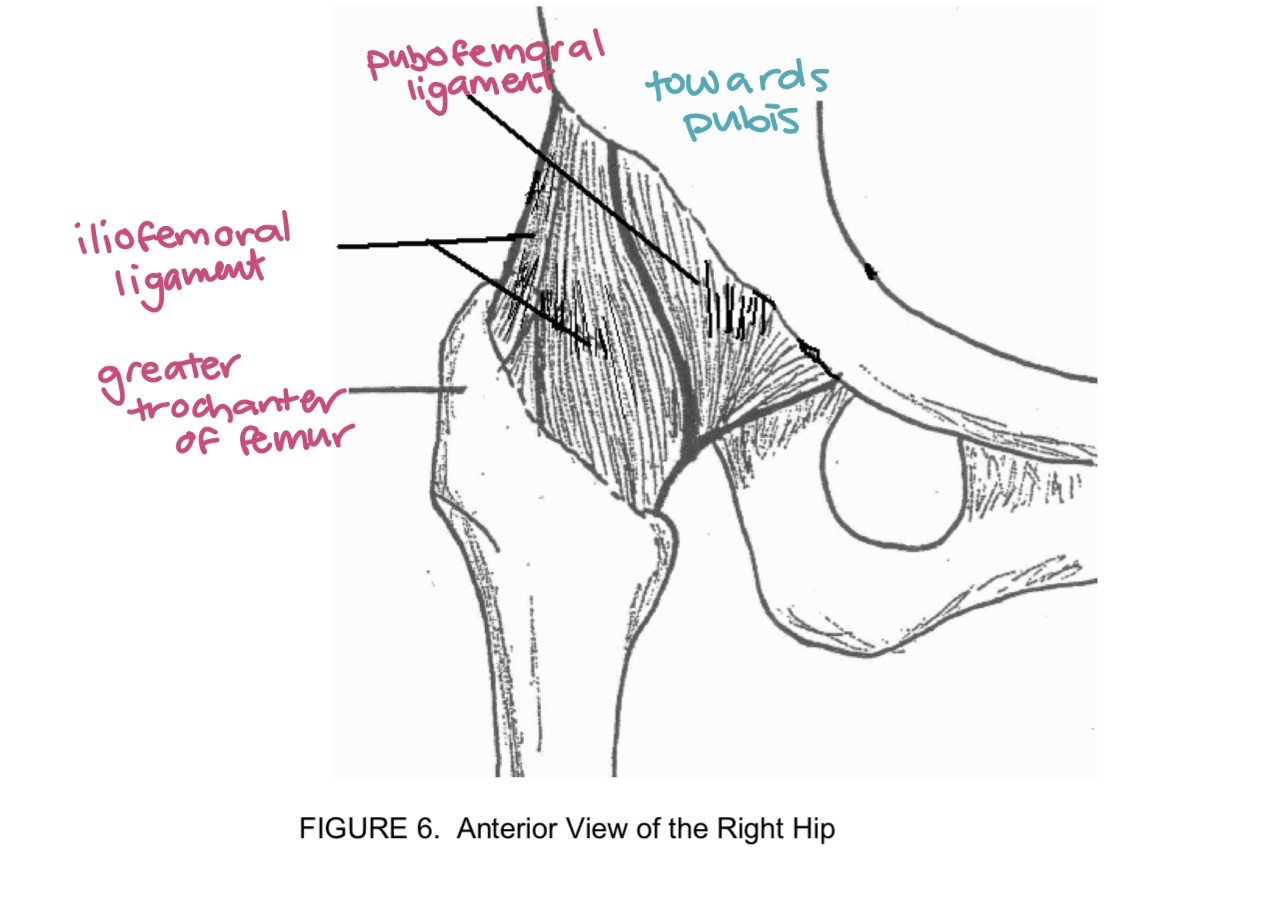 <p>hip joint</p>