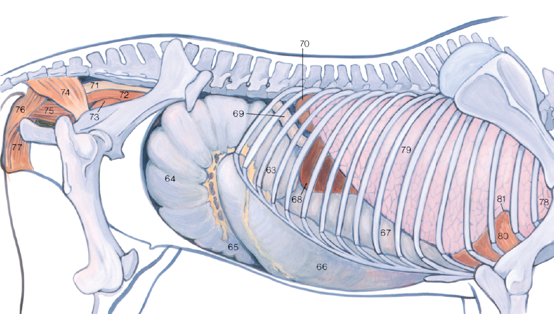 <p>81</p>