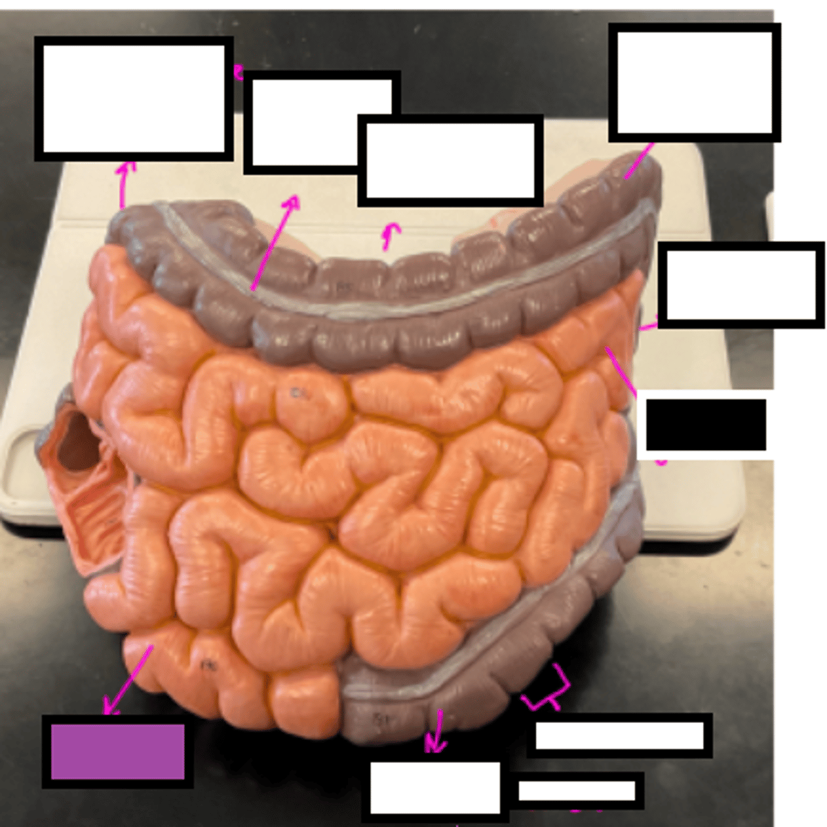 knowt flashcard image