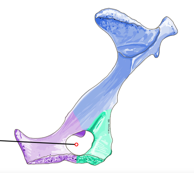 <p>Large oval opening between pubis and ischium; passage for obturator nerve.</p>