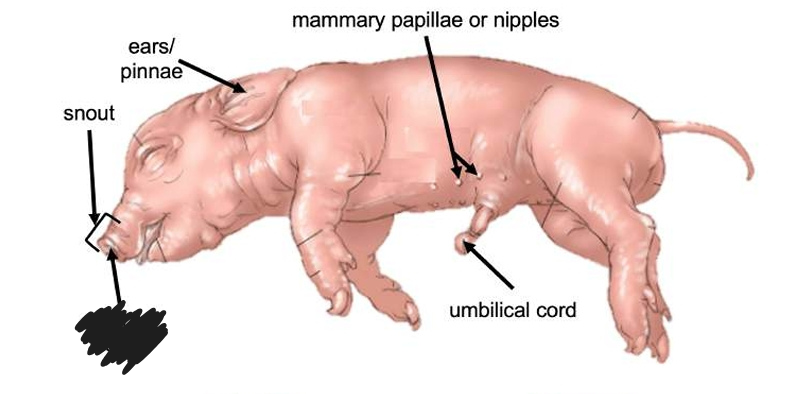 <p>The external structure located on the head region of a fetal pig that function for air intake.</p>
