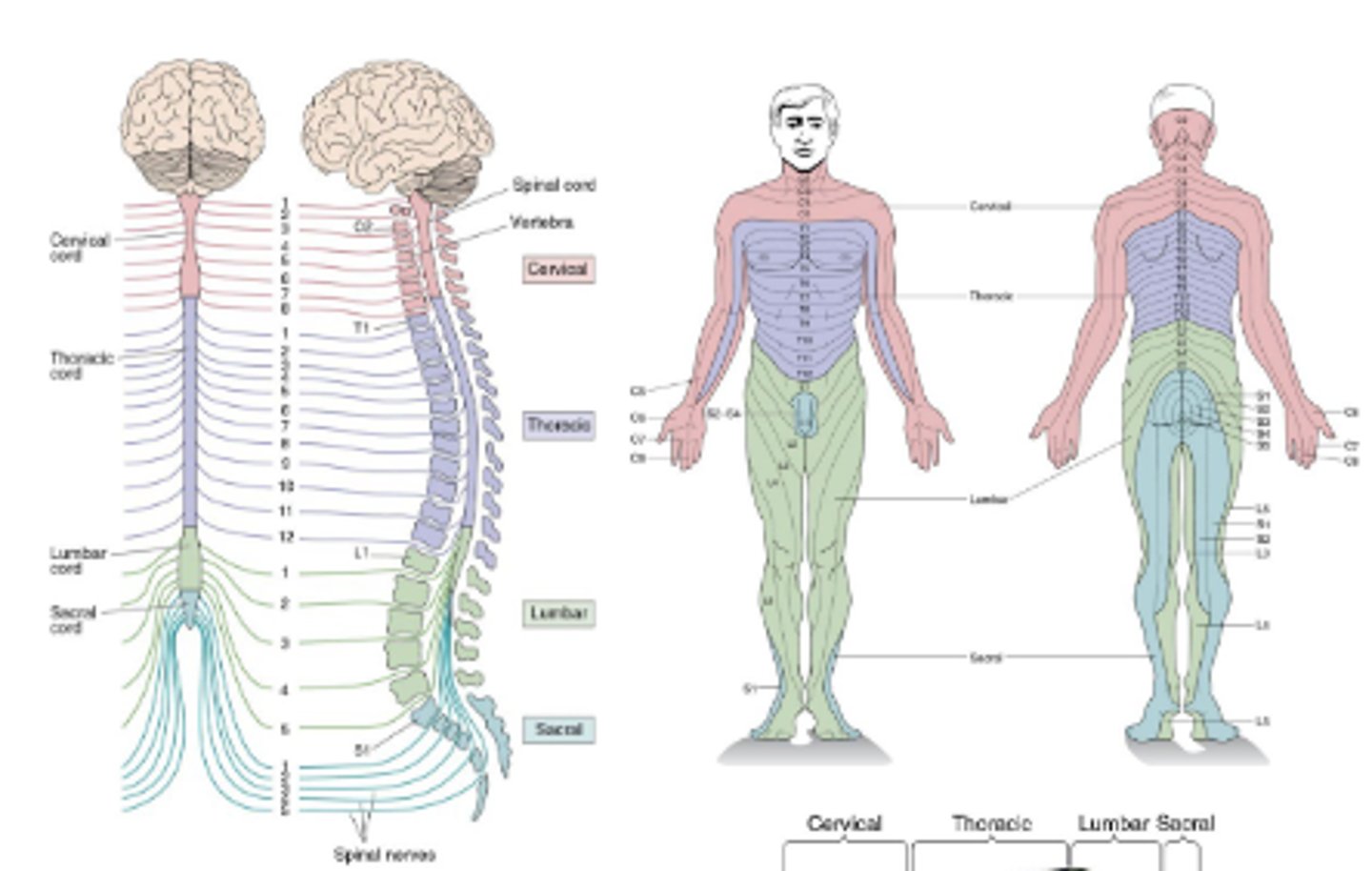 <p>Innervate segments of the body. Dermatomes are innervated by the dorsal root in single spinal segments</p>
