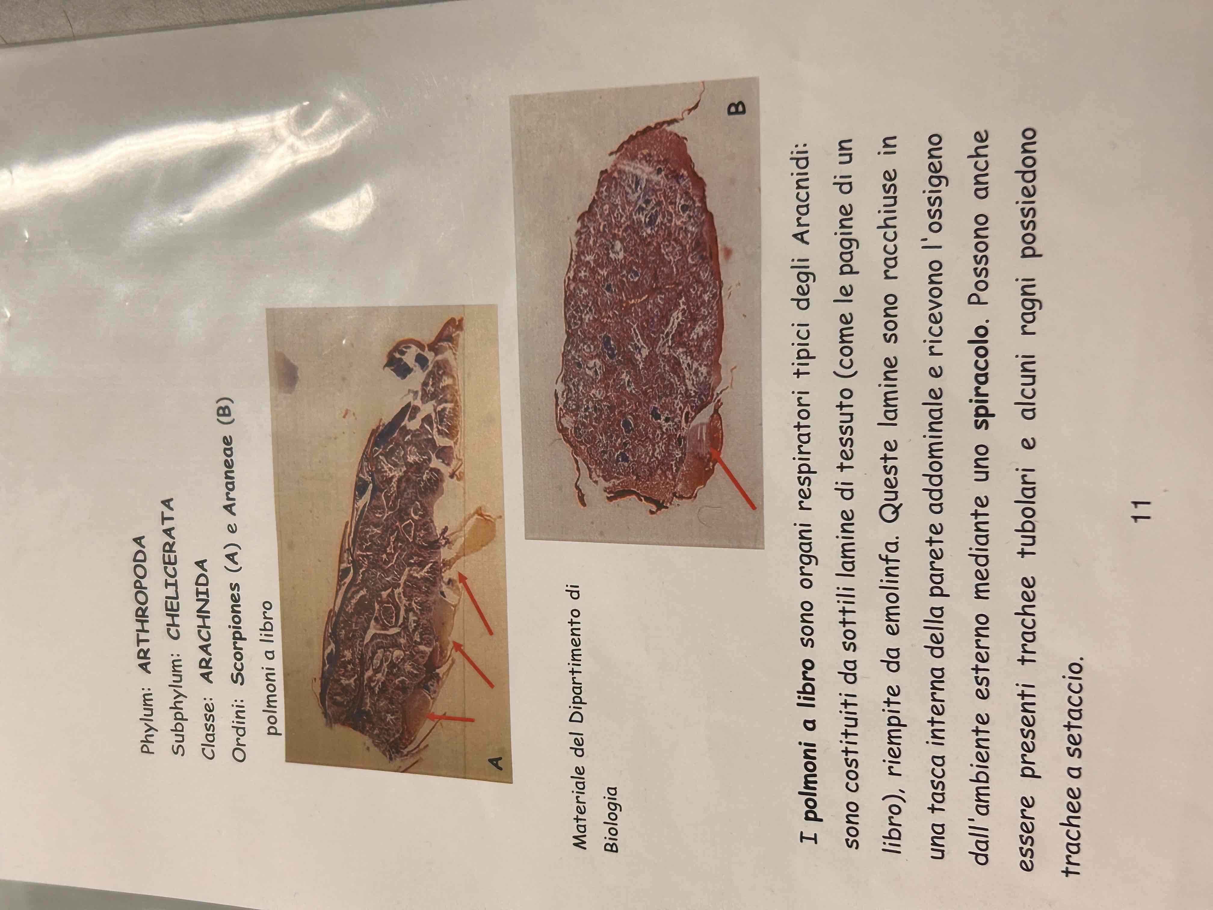 <p>Chelicerati</p><p>Polmone a libro di scorpione</p>