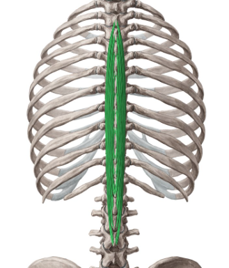 <p>Spinalis</p>