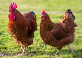 <p>Gallus domesticus</p><p><span>Most are ex-battery egg-laying hens</span></p><p><span>Mixed indoors (coop with perches + nesting boxes) and outdoors</span></p><p><span>Diet - commercial pellets, some grains/vegetables, insects/invertebrates, grit</span></p><p><span>Kept in all female groups +/- 1 male </span></p><p><span>Several breeds</span></p><p><span>Lifespan5-12y</span></p>