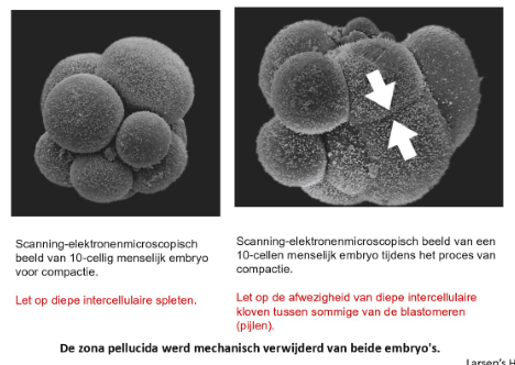 <ul><li><p>definitie: proces waarbij ronde blastomeren zich schikken in een veel dichter opeengepakte groep met tight junctions tussen de buitenste cellen &amp; gap junctions tussen de binnenste cellen</p></li></ul><p>→ hechting is het resultaat van de afzetting van E-cadherine, een calciumafhankelijke celadhesiemolecuul, op de laterale celoppervlakken</p><p></p>