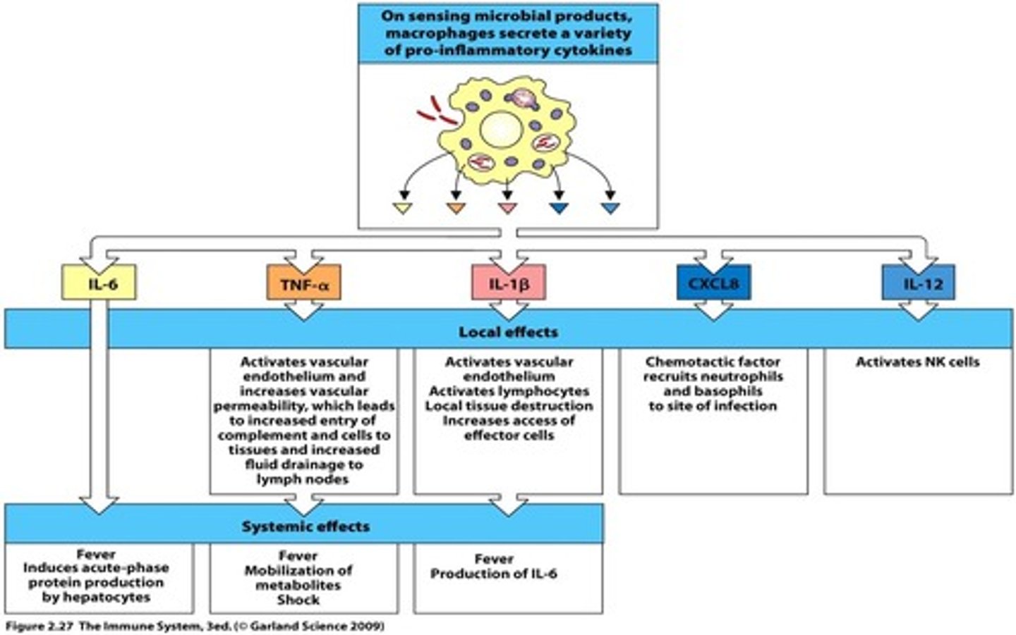<p>-macrophages produce CXCL8 which bind CXCR1 and CXCR2 to recruit other inflammatory cells</p><p>-also produce IL-12 that activates NK cells</p>