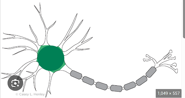 <ul><li><p>IN GREEN </p></li></ul><p></p><ul><li><p><strong>brain</strong> of the neuron </p></li><li><p>where stuff gets manufactured&nbsp;</p></li></ul><p></p>