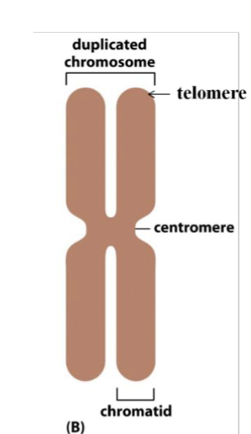<p>its 2 chromatid arms, forming an X shape</p>