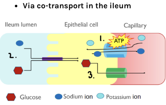 Via co-transport in the ileum