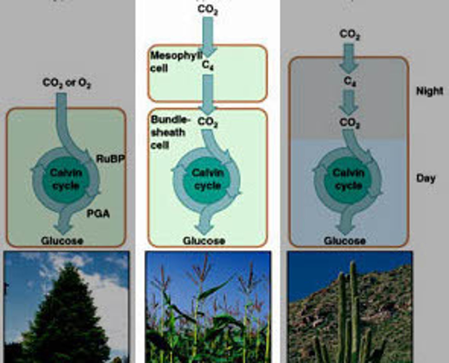 <p>These plants use bundle sheath cells to prevent oxygen from entering and modify CO2 to create malate a 4 carbon molecule. Malate will then release Carbon from the bundle sheath cells into the Calvin cycle in order for it to create ATP.</p>