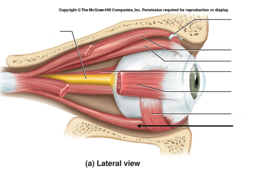 <p>CN III (oculomotor nerve), moves gaze down</p>