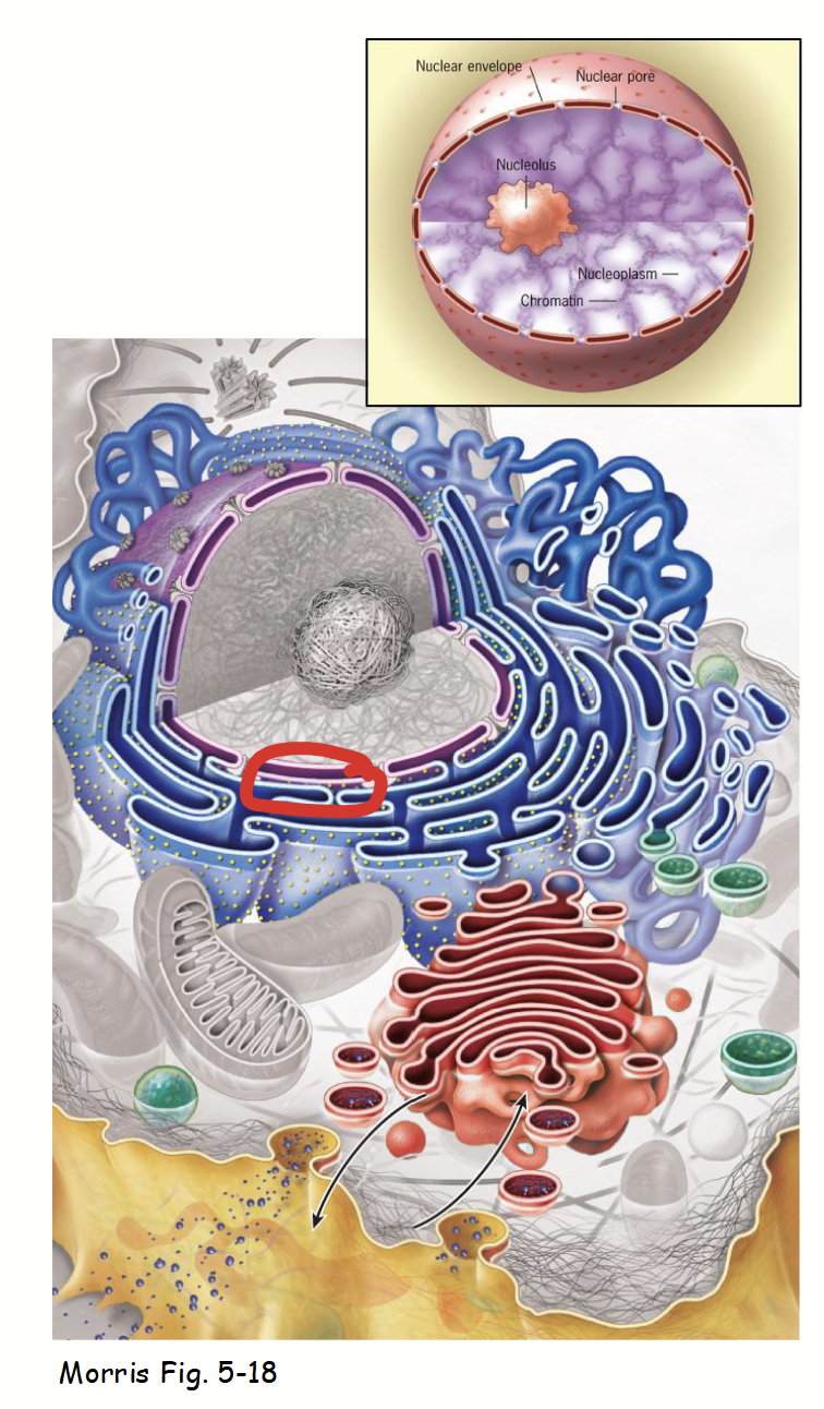 <p><strong><u>Nuclear structure: internal organization</u></strong></p><ul><li><p>Separates the contents (e.g. genome) of nucleus from the surrounding cytoplasm.</p><ul><li><p><strong>Serves as a barrier</strong> - required regulated passage of molecules (e.g. RNA, proteins) between nucleus and cytoplasm.</p></li></ul></li><li><p>Establishes unique composition of nucleus (compared to cytoplasm) and spatially regulated gene expression.</p></li><li><p>Provides structural framework for nucleus.</p></li><li><p><strong>Composed of three main parts:</strong></p><ul><li><p>Nuclear membranes</p></li><li><p>Nuclear lamina</p></li><li><p>Nuclear pore complexes</p></li></ul></li></ul><p></p>