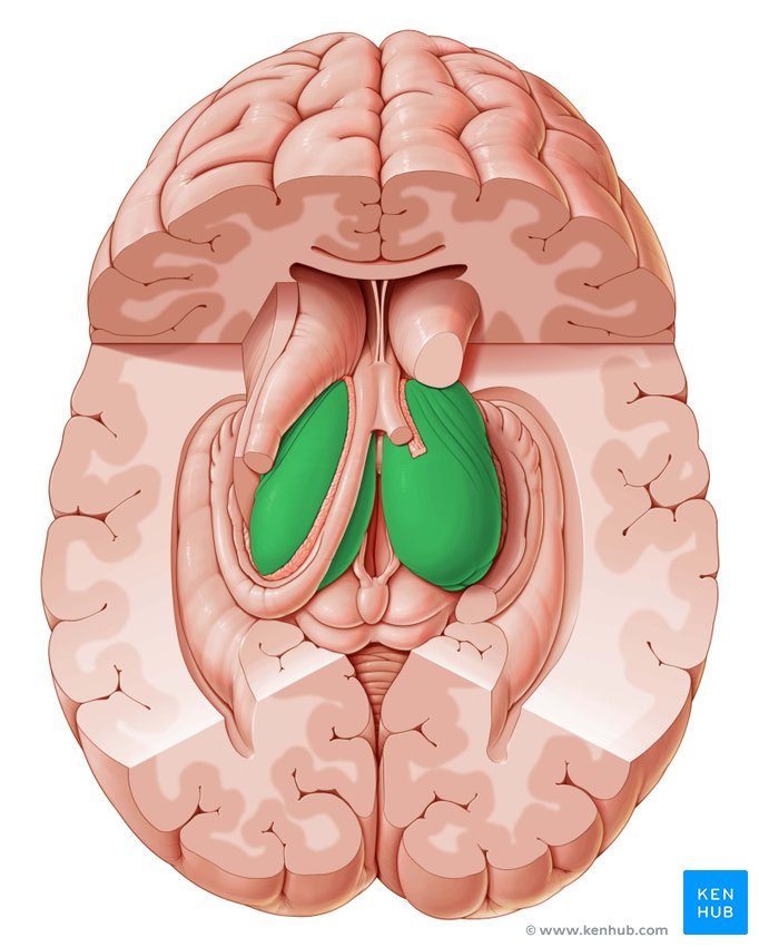 <p>What is the function of the thalamus in the diencephalon?</p>