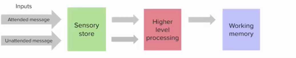 <p>both attended and unattended words processed up to and including identification and meaning activation - relevant meanings then picked out on basis of permanent salience or current relevance </p>